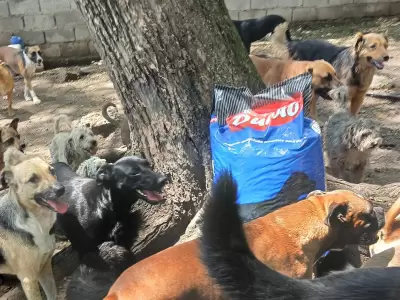 asociaci�n amigos del animal