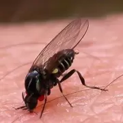 Alerta en algunas provincias del país por la "mosca negra": qué recomendaciones hay que tener en cuenta