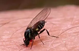 mosca negra