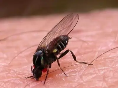 mosca negra