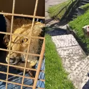 Rescates de fauna silvestre en Jujuy: asistieron a una zarigüeya y a un zorro colorado
