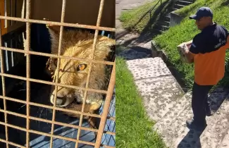 Atenci�n a zorro y zarig�eya