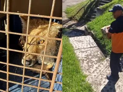 Atenci�n a zorro y zarig�eya