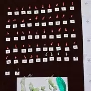 Golpe al narcomenudeo en Jujuy: desarticularon puntos de venta en Capital y Perico