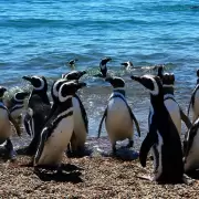 Día de la Concientización por los Pingüinos: Greenpeace hace un llamado a proteger su hábitat