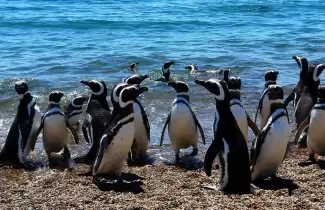 D�a de la Concientizaci�n por los Ping�inos: Greenpeace hace un llamado a proteger su h�bitat