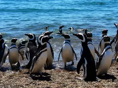 D�a de la Concientizaci�n por los Ping�inos: Greenpeace hace un llamado a proteger su h�bitat