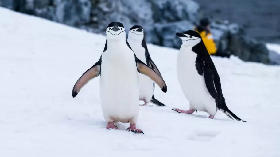 animal-bird-pinguinos-animals-birds-hd-art-wallpaper-preview