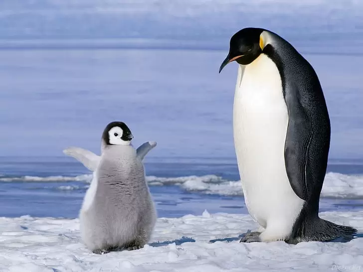animal-bird-pinguinos-animals-birds-hd-art-wallpaper-preview