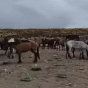 Intentó cruzar hacia Bolivia con treinta caballos y documentación apócrifa: fue imputado