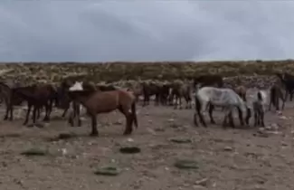 Caballos secuestrados