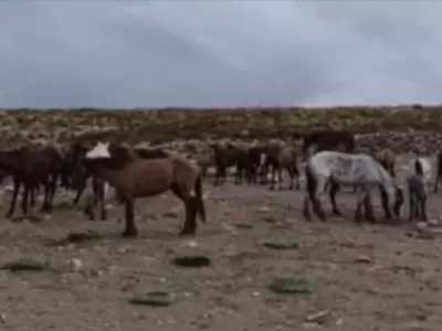 Caballos secuestrados