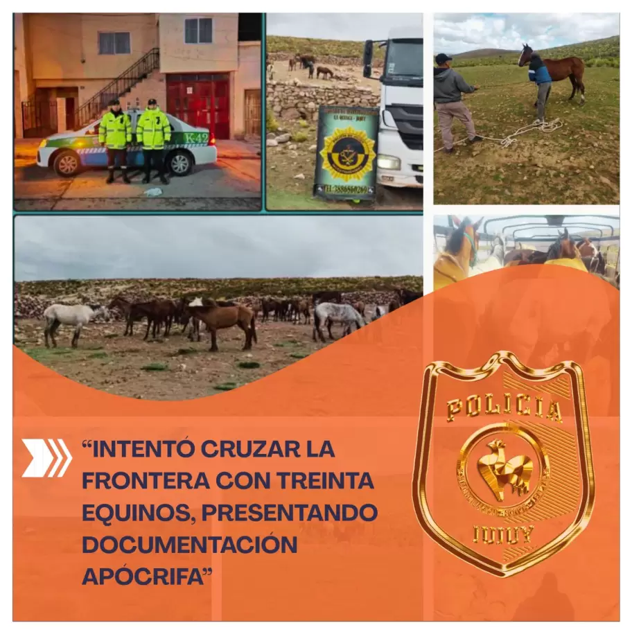 treinta equinos fueron secuestrados en la quiaca, al exhibir documentación apócrifa