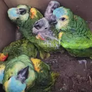 Rescataron 13 loros habladores que eran transportados ilegalmente por Ruta Nacional 34