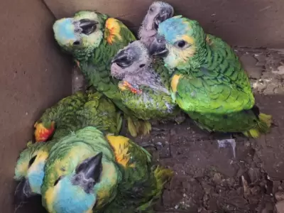 Rescataron 13 loros habladores que eran transportados ilegalmente por Ruta Nacional 34