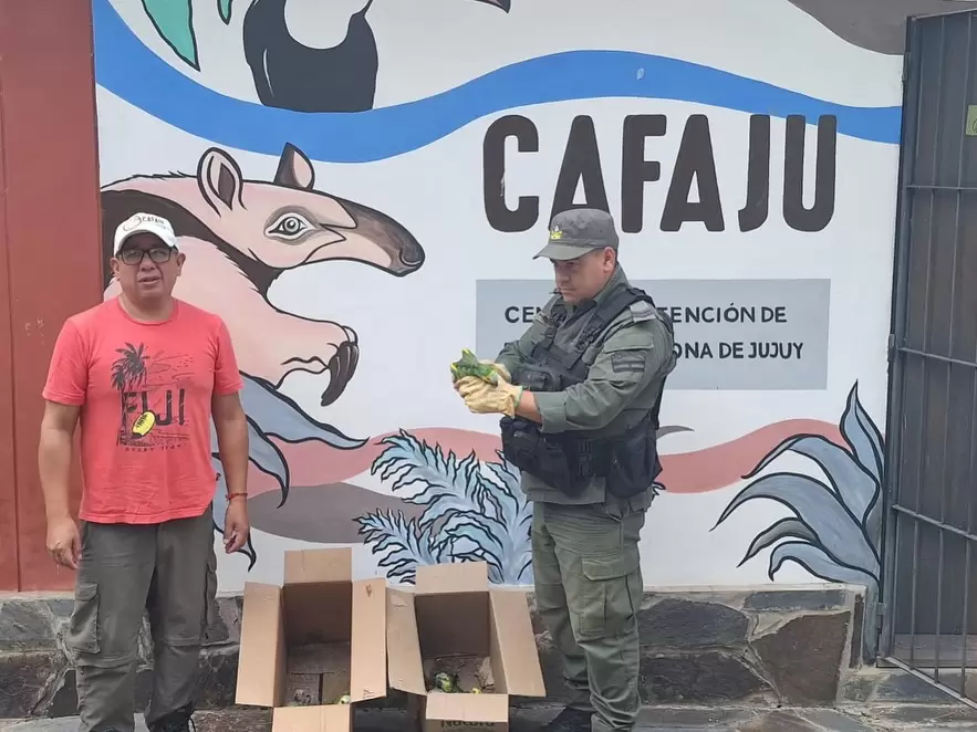 loros habladores rescatados