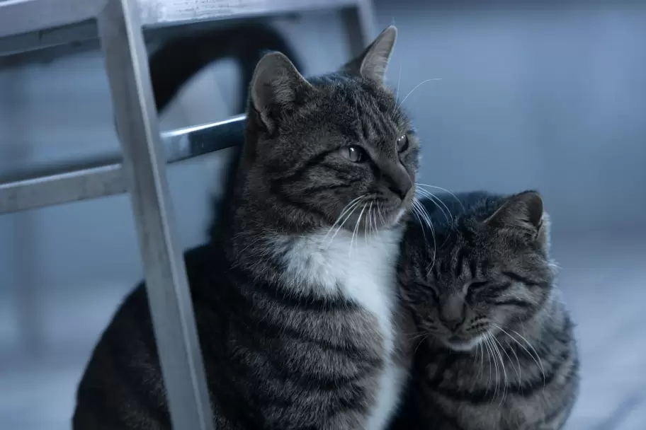 gatos