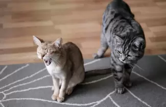 Hasta los 30 a�os: cient�fico japon�s crea una inyecci�n que extiende la esperanza de vida de los gatos