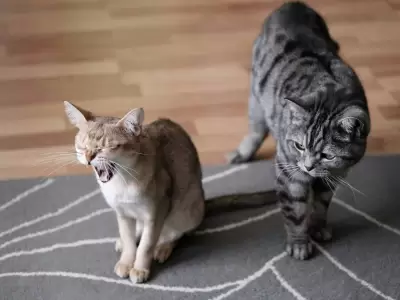 Hasta los 30 a�os: cient�fico japon�s crea una inyecci�n que extiende la esperanza de vida de los gatos