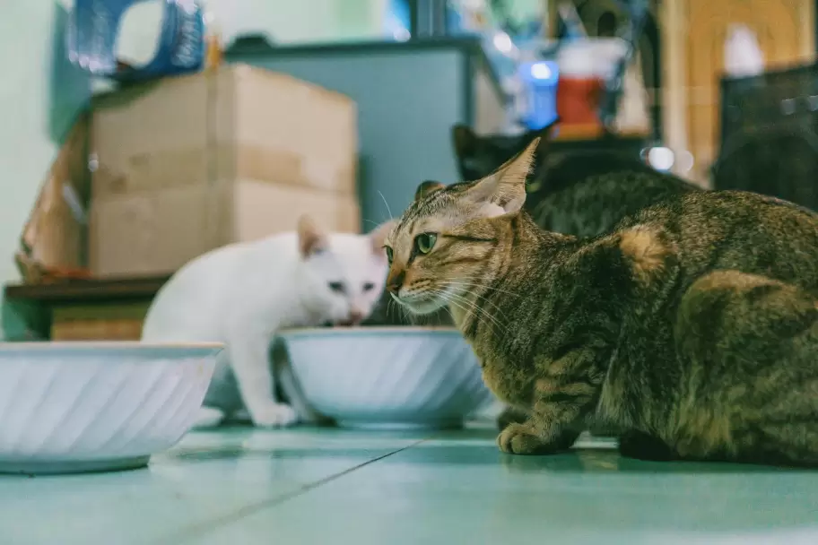 gatos