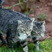 Alerta mundial por un brote letal de Panleucopenia felina: cuáles son los síntomas del virus