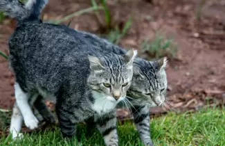 Alerta mundial por un brote letal de Panleucopenia felina: cu�les son los s�ntomas del virus