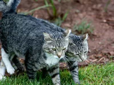 Alerta mundial por un brote letal de Panleucopenia felina: cu�les son los s�ntomas del virus