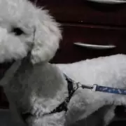 Piden ayuda para encontrar a "José", un perrito extraviado en Alto Comedero