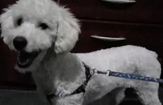 jos� perrito perdido