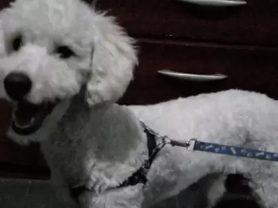 jos� perrito perdido