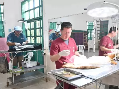 castraci�n zoonosis san salvador