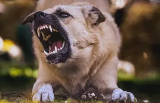 perro mordida