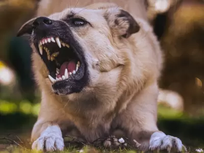 perro mordida
