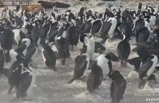 Furor por el streaming cient�fico que muestra la vida �ntima de las aves patag�nicas