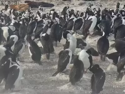 Furor por el streaming cient�fico que muestra la vida �ntima de las aves patag�nicas