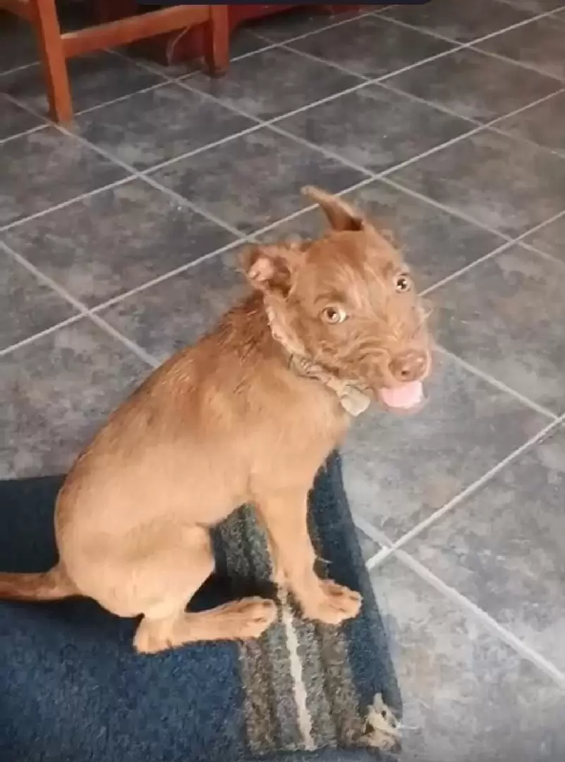 perro extraviado