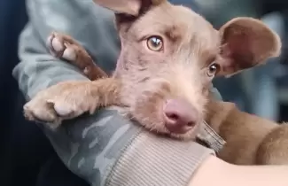 Buscan desesperadamente a Taylor: se perdi� en Alto Comedero y su familia lo espera