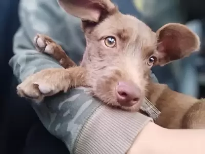 Buscan desesperadamente a Taylor: se perdi� en Alto Comedero y su familia lo espera