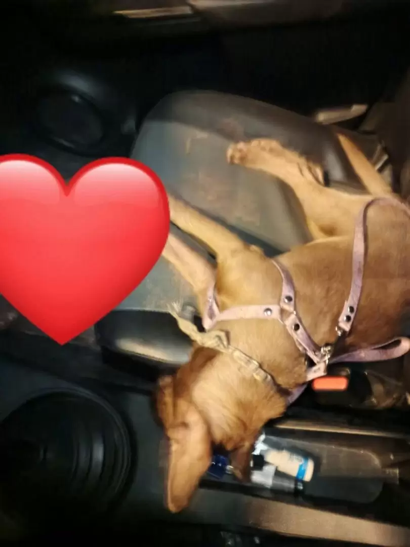 perrito extraviado