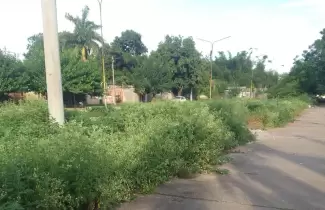 malezas en libertador