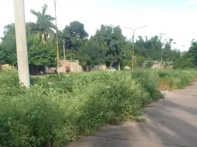 malezas en libertador
