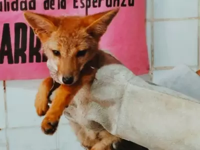 zorro la esperanza