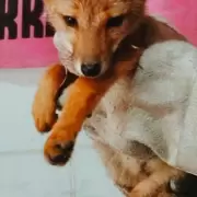 La Esperanza: rescataron a un cachorro de zorro que apareci� dentro de una vivienda
