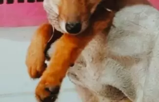 zorro la esperanza