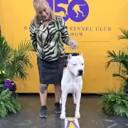 Toky, el Dogo Argentino que hizo historia: ganó el certamen de perros más prestigioso del mundo