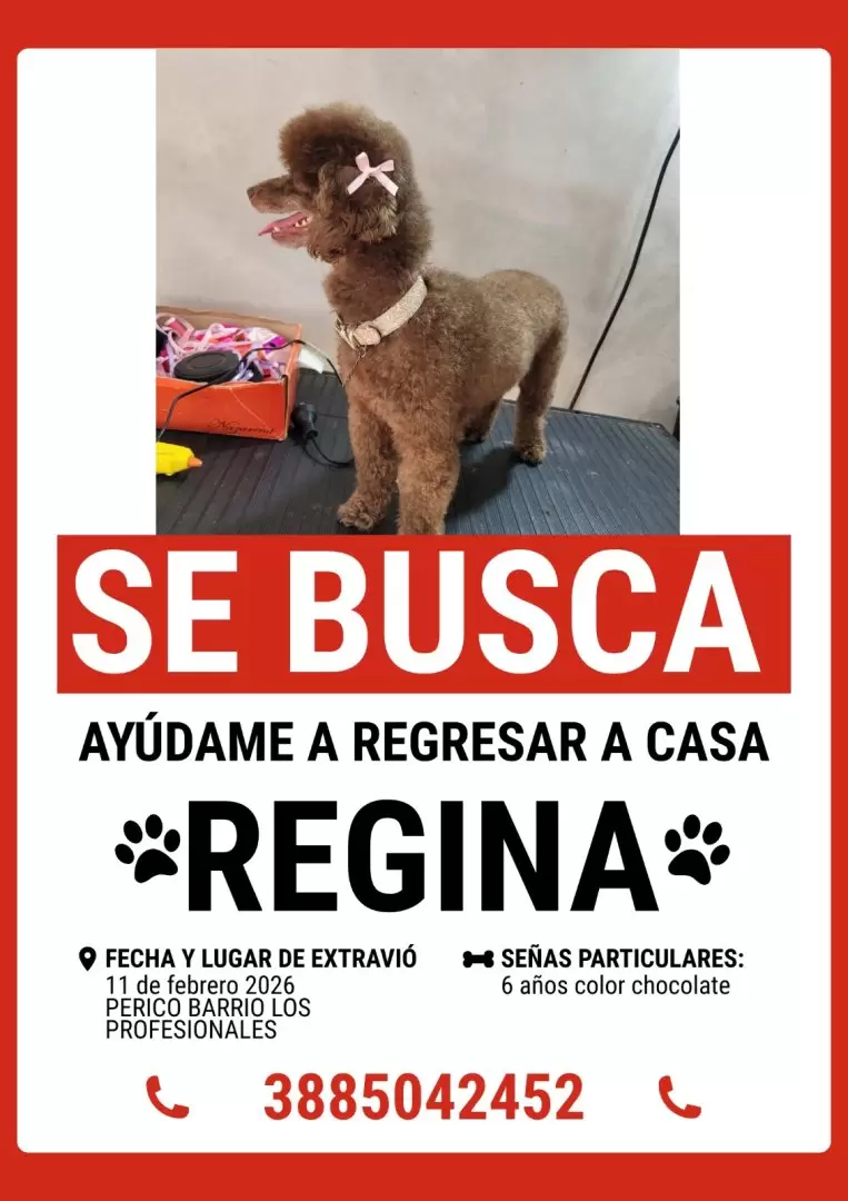regina perrita perdida