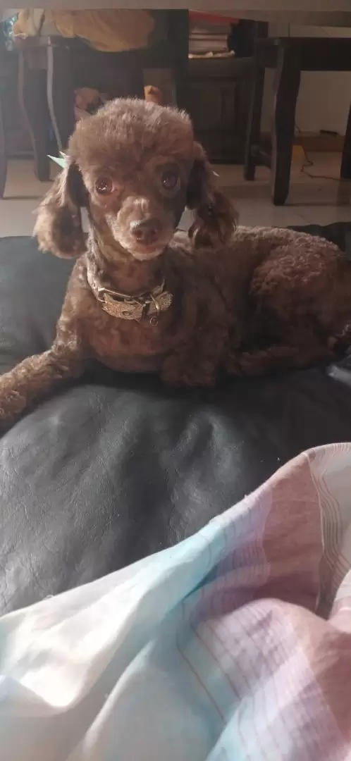 regina perrita perdida