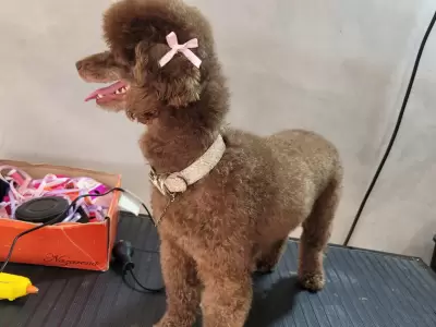 Buscan a Regina: una familia de Perico ofrece recompensa