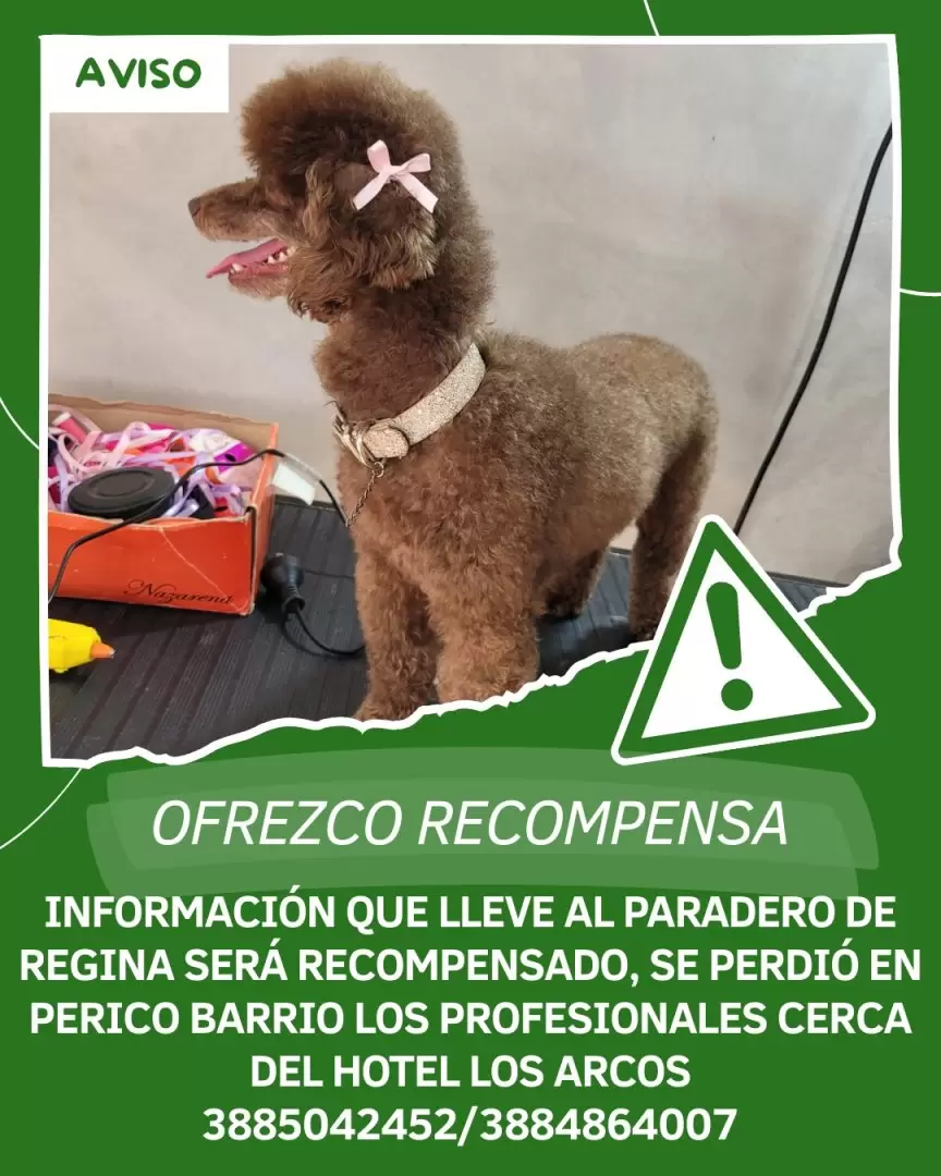 regina perrita perdida