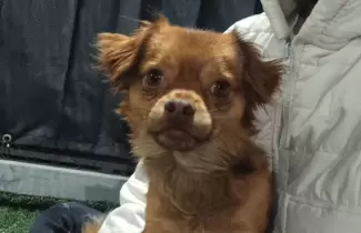 Buscan a Piti: se perdi� en Alto Comedero y su familia est� angustiada